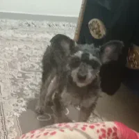 با سلام ۱عدد توله سگ نر واگذاری