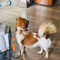 واگذاری سگ شناسنامه دار|سگ|مهاباد (آذربایجان غربی), |دیوار