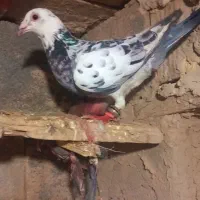 کبوتر.پرنده.|پرنده|چناران, |دیوار