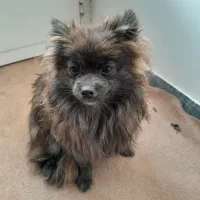 سگ پامرانین|سگ|گنبد کاووس, |دیوار