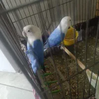 جفت برزیلی مولد معاوضه