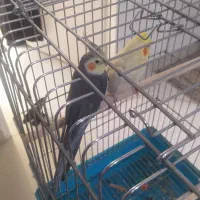 عروس هلندی مولد