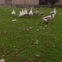 غاز|حیوانات مزرعه|مسجد سلیمان, |دیوار