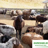 فروش گوسفند