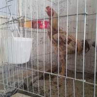 خروس لاری اصل تاجمهر