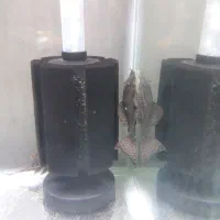 کت پوزه بوته ای