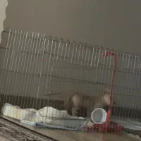 پارک پت