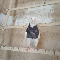 کبوتر طوقی (خال قدیم)