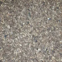 کنجد (کامجد)