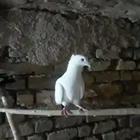 نر مست مست