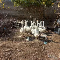 قوغاز|حیوانات مزرعه|گنبد کاووس, |دیوار