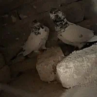 همه نوع پرنده هرچی که بخواهی موجود است