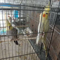 عروس هلندی|پرنده|ری, علایین|دیوار