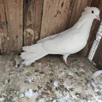یک عدد کبوتر سفید پاک نر مست مفت
