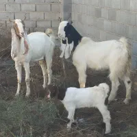 بز پاکستانی|حیوانات مزرعه|انبارآلوم, |دیوار