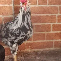 خروس جوان