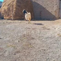 ممنونم از کار کنان عوامل دیوار|حیوانات مزرعه|اهر, |دیوار