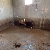 بره و مادر فوق‌العاده زیبا و تمیز بدون ایراد