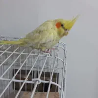 عروس هلندی لوتینو|پرنده|محمدشهر, جعفرآباد|دیوار