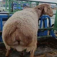 بره قوچ چینی|حیوانات مزرعه|کوهدشت, |دیوار