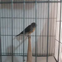 قناری ماده نگرو|پرنده|تهران, جیحون|دیوار