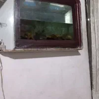 اکواریوم