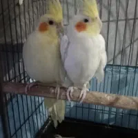 عروس هلندی|پرنده|خرمشهر, |دیوار