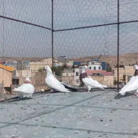 طوقی و دمسیاه ماده|پرنده|میانه, |دیوار