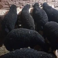 بره‌جفت ۶۰کیلو|حیوانات مزرعه|آوج, |دیوار