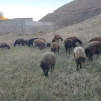 گوسفند دشتی و دامازدیخ|حیوانات مزرعه|سراب, |دیوار