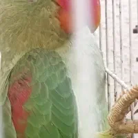 جوجه شاه طوطی / کاسکو عروس هلندی ملنگو مینا کوتوله|پرنده|مشهد, شهرک امام هادی (شهرک غرب)|دیوار