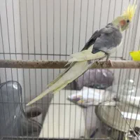 عروس هلندی ابلغ زیبا ماده آماده جفتگیری|پرنده|شیراز, آبیاری|دیوار