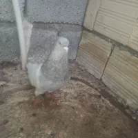 نر کله ای