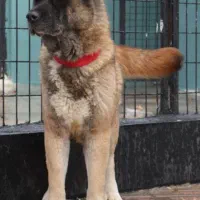 سگ آکیتا امریکن110