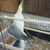 طوطی عروس