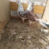 کبوتر|پرنده|آبیک, |دیوار