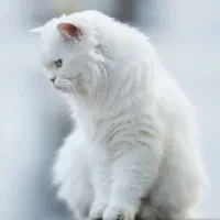 پرشین 2ساله