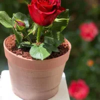 کیک گلدون روز مادر|خوردنی و آشامیدنی|اندیمشک, |دیوار