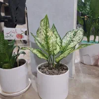 گل طبیعی گلدان