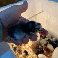 محلی،گلین،لهستانی