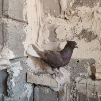 ۳تا نر دم سفید