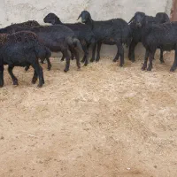 ۱۲عدد عدد بره ماده قره قزل