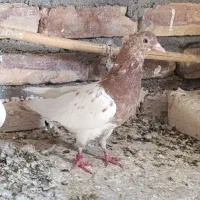 کله زرد کشتنی