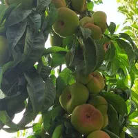 نهالستان گردو های پیوندی و پربار پالیز.|خدمات باغبانی و درختکاری|مهریز, |دیوار