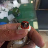 سهره تازه|پرنده|بروجرد, |دیوار