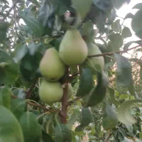 فروش زمین کشاورزی شش هکتار زمین بیضا