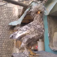 مرغ و خروس نژاد دار|حیوانات مزرعه|قم, قلعه کامکار|دیوار