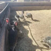 فروش 11 عدد بوقلمون برنز، ماده|حیوانات مزرعه|قزوین, |دیوار