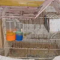 دوعد قفس طوطی و  عروس پاریس