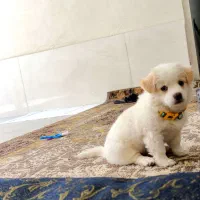 سگ پامر شیتزو